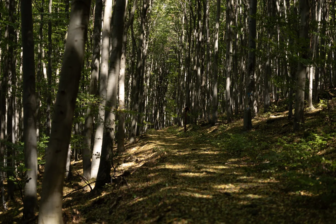 A tranquil path in a dense forest with tall trees and dappled sunlight.