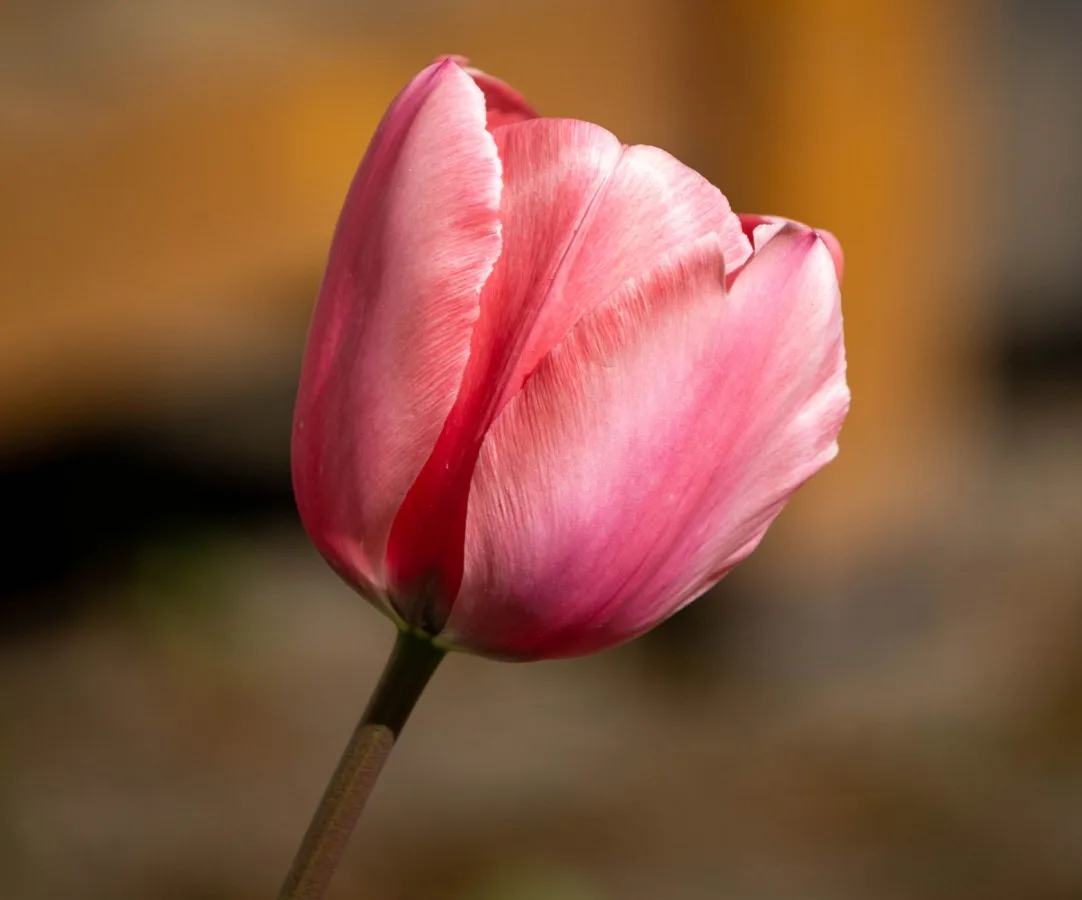 Stunning close-up of a vibrant pink tulip blossom, showcasing delicate petals and vivid co